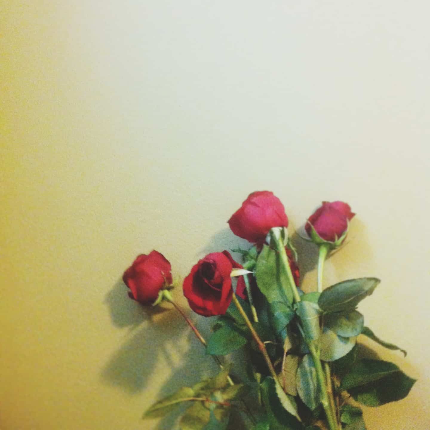 Roses from LEE