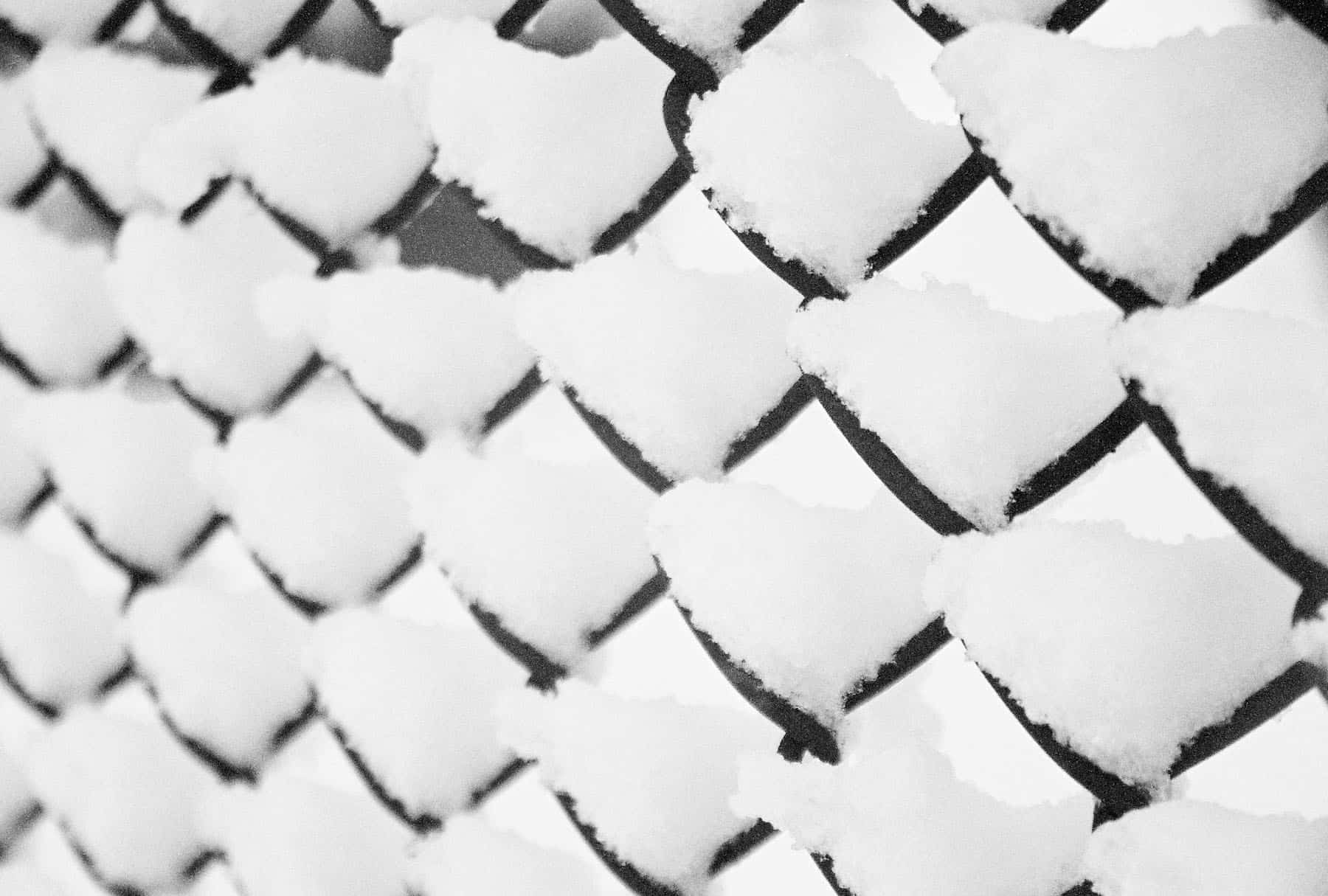 snowy fence (snow-free and loving it)