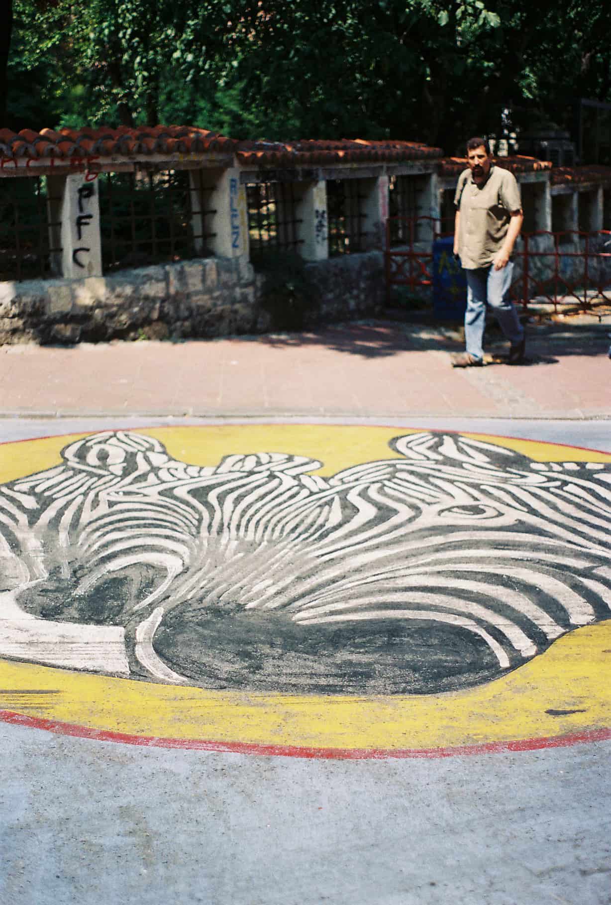 A real zebra-crossing!