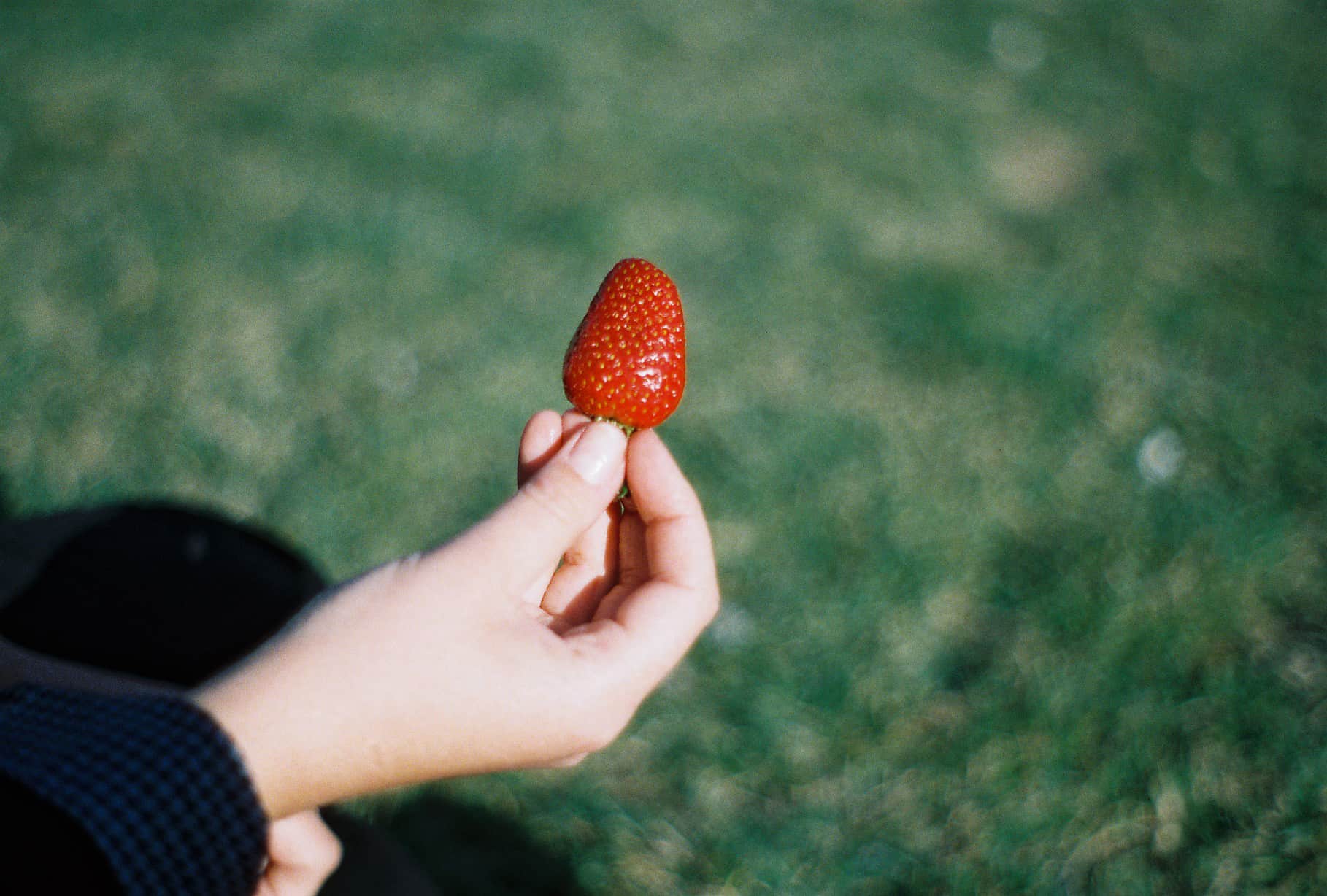 Strawberries in the Park (Konya, Turkey's Mystical City)