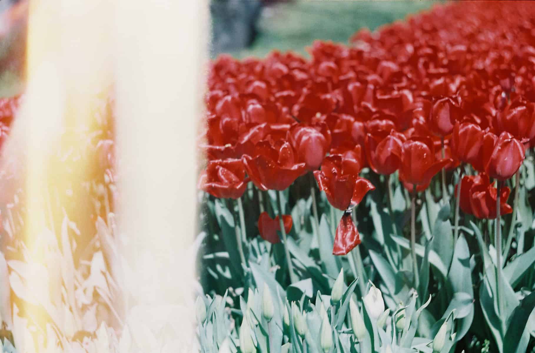 tulip festival in istanbul