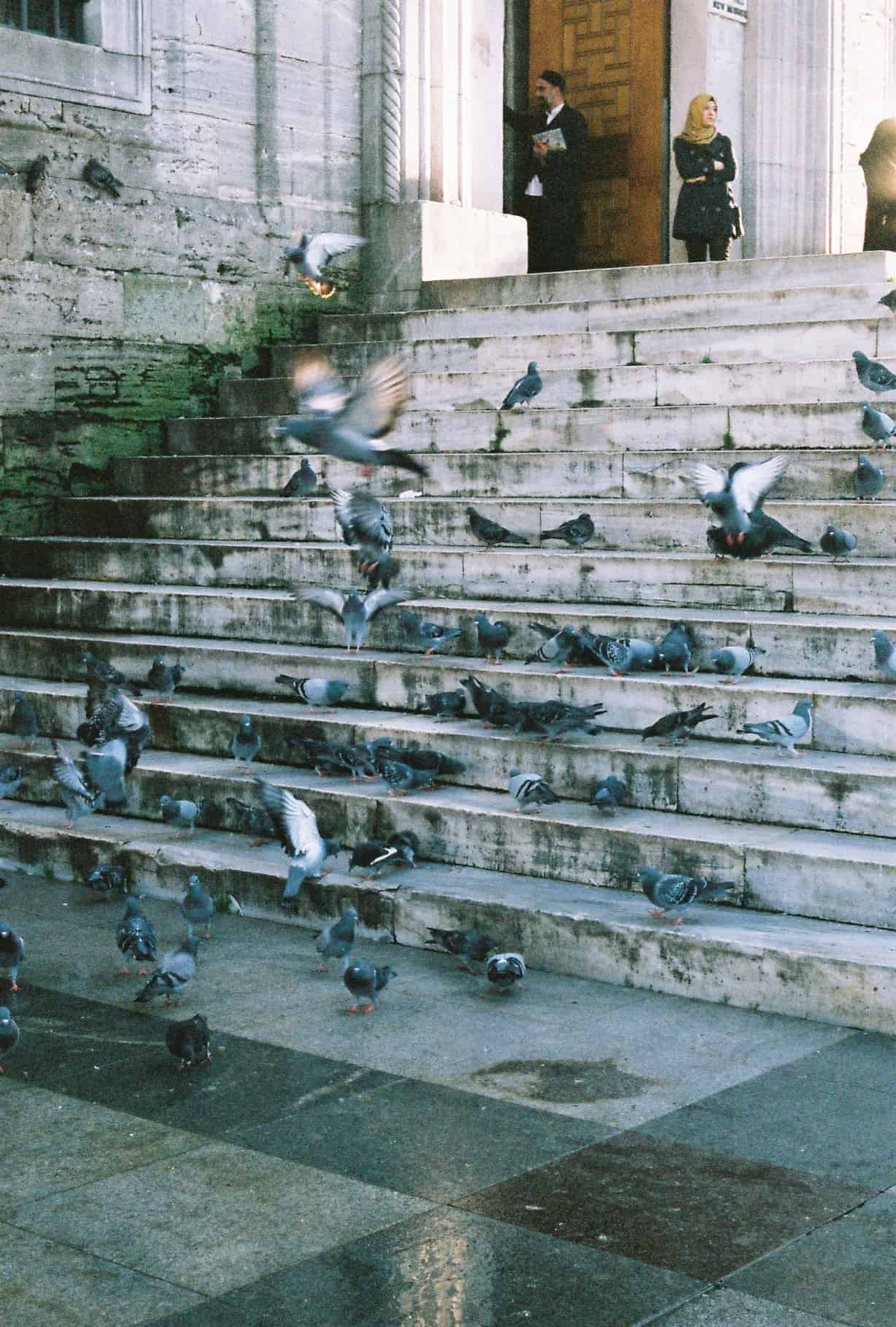 Birds at the New Mosque