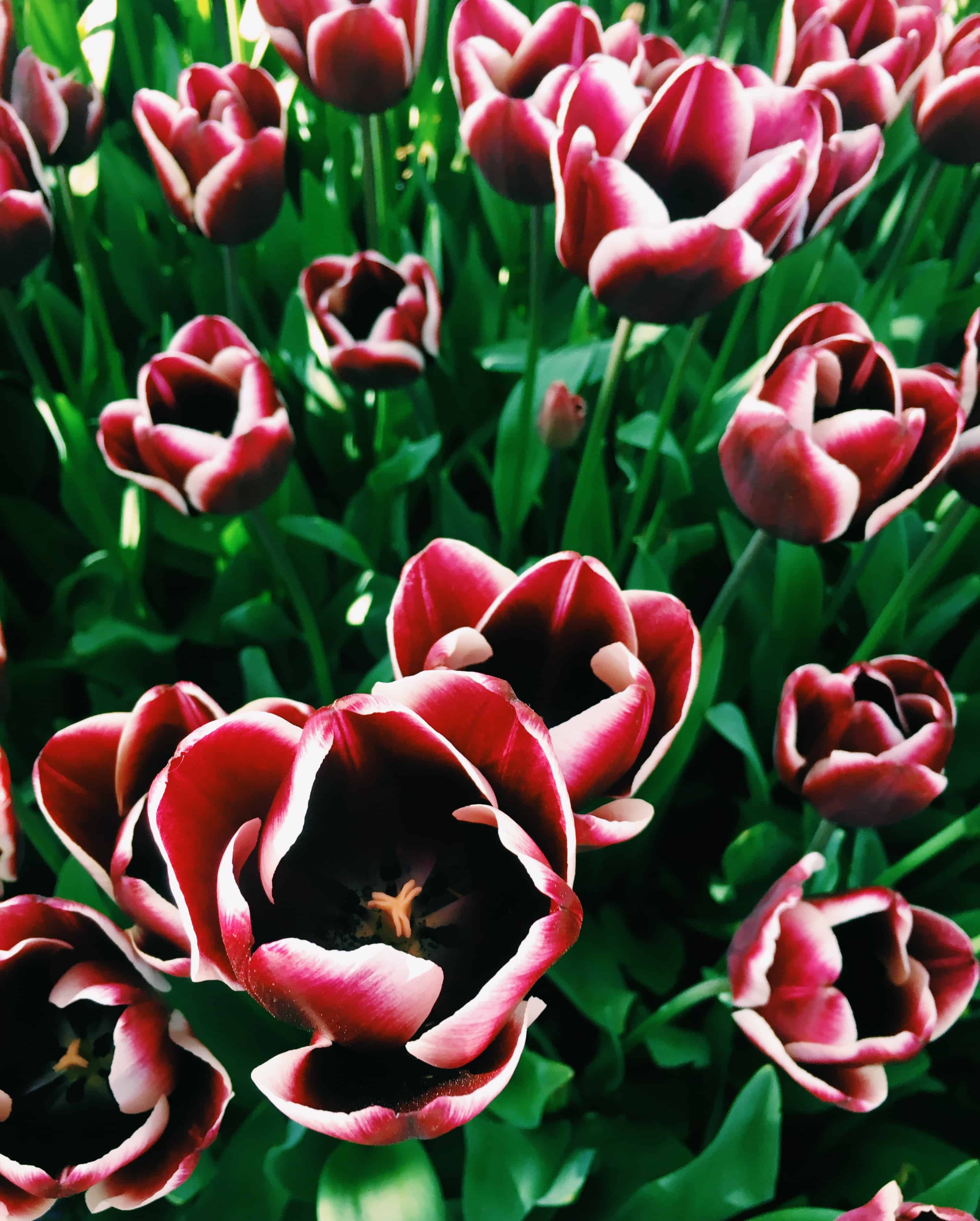 tulips in april